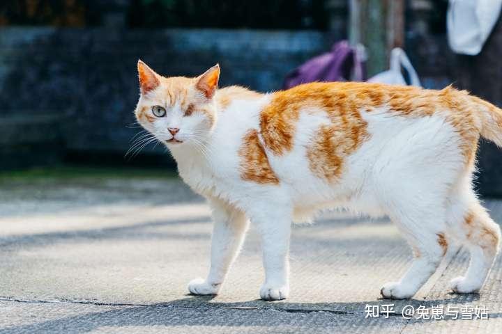 中国古代猫经赏析(不断更新)