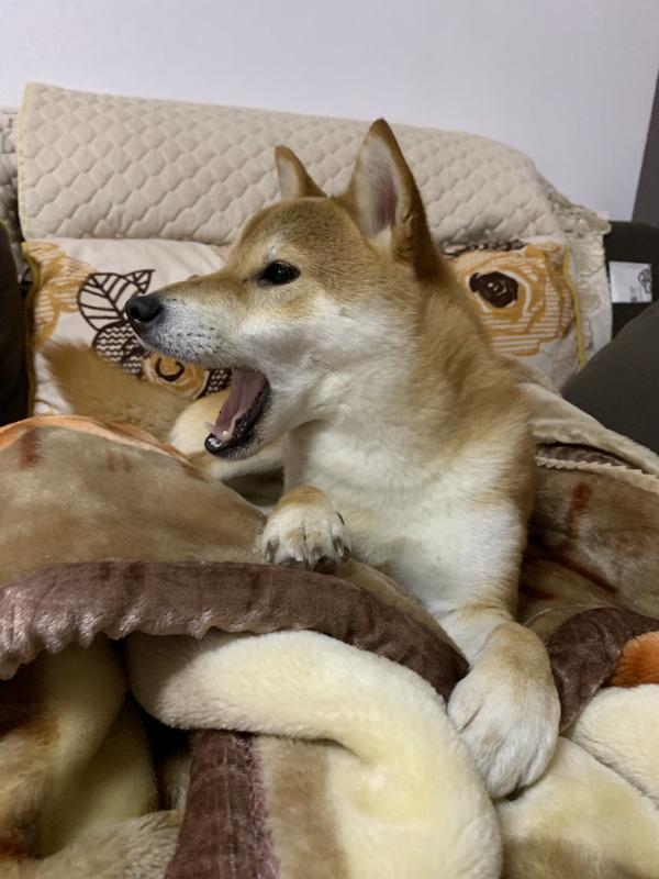 一岁的柴犬还是长得像狐狸 是不是被骗了 狐狸脸的柴犬纯吗 格吉网