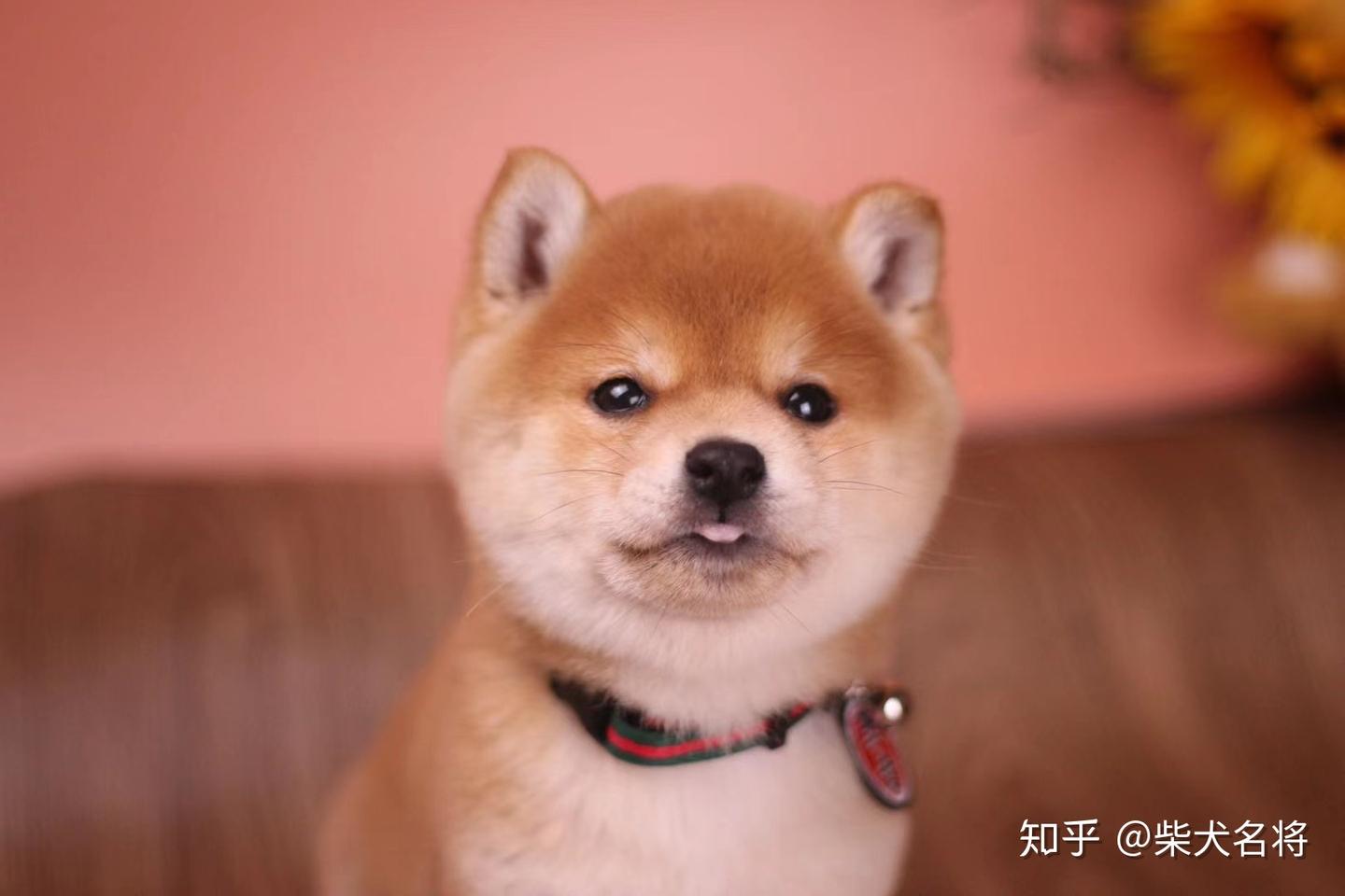 柴犬聪明吗，日本柴犬智商分析- 知乎