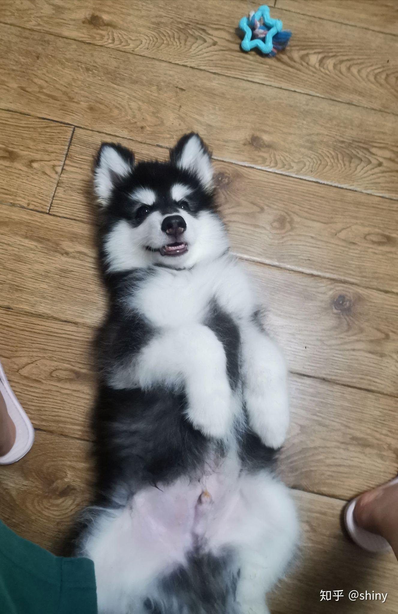 无偿领养4个月阿拉斯加