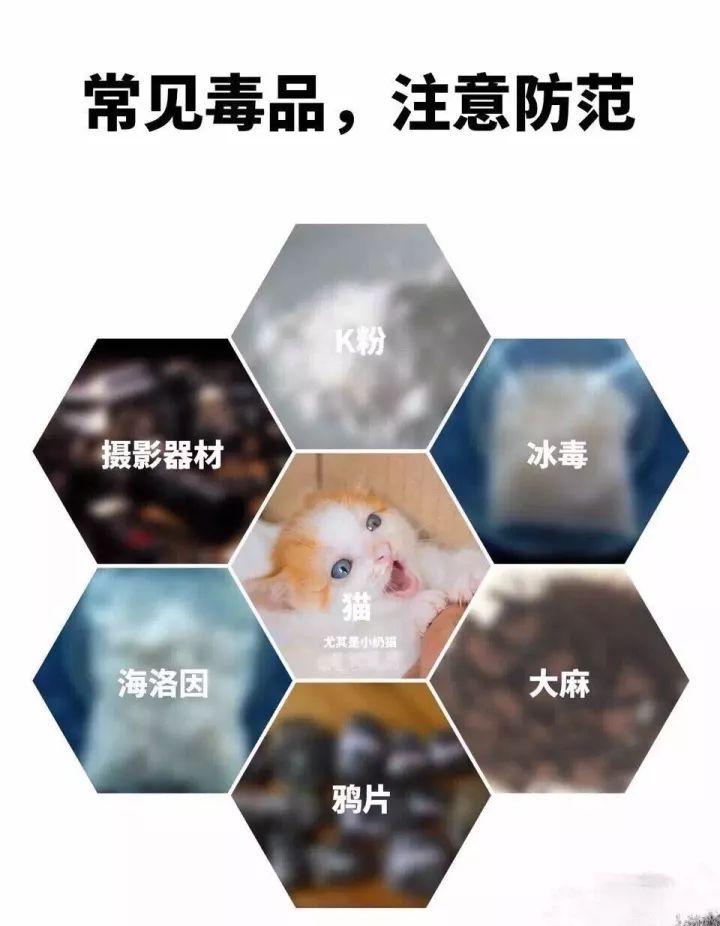 浙大硕士称云吸猫是精神鸦片网友吵翻天