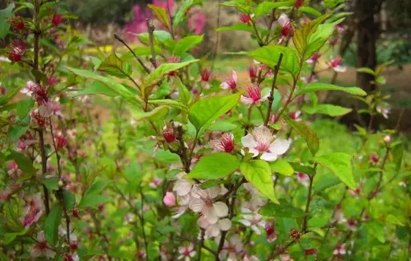 【果实颜色不同】棠棣果实深红色,棣棠果实褐色.