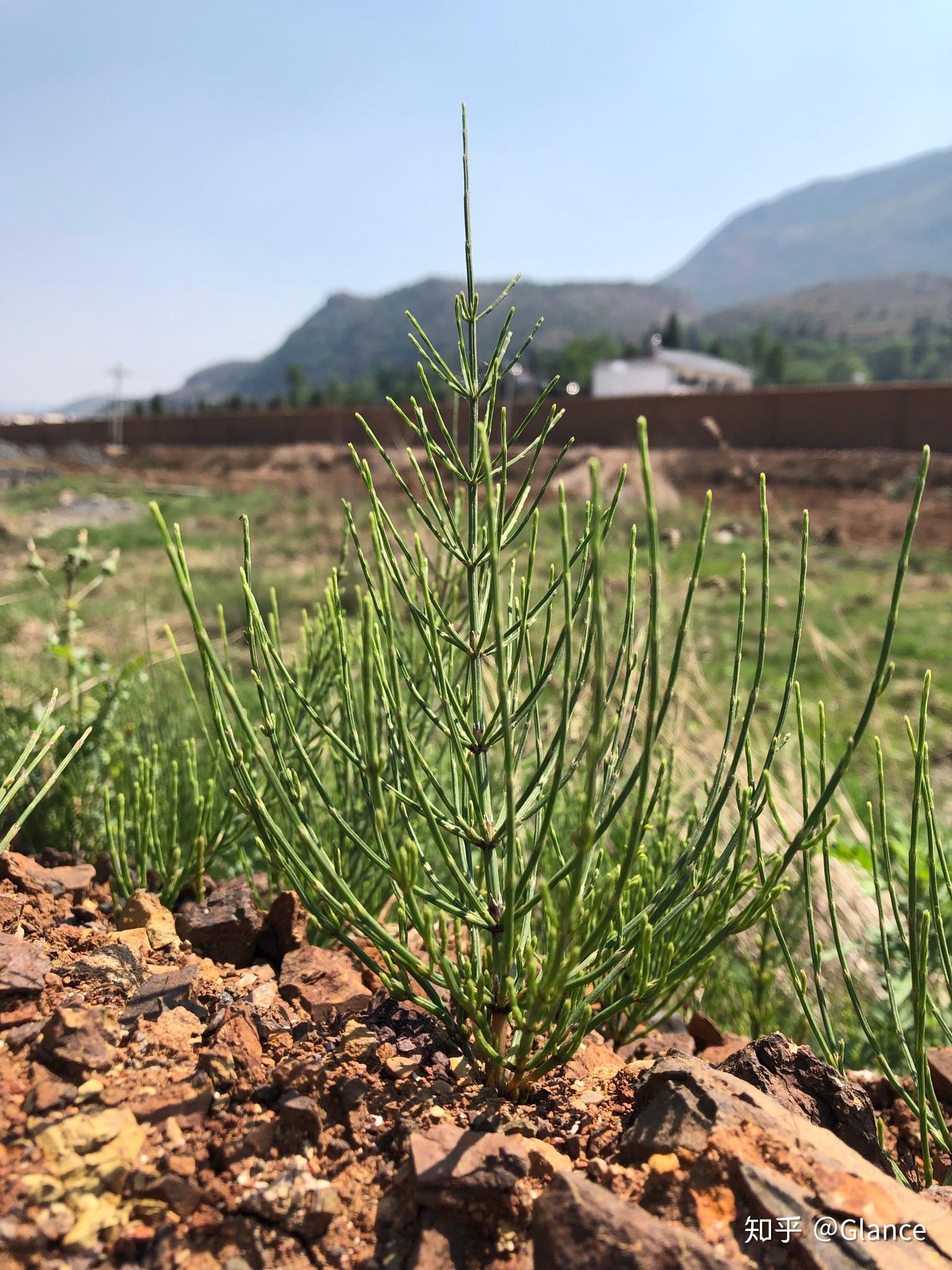 小草当年的阔亲戚——芦木 - 知乎