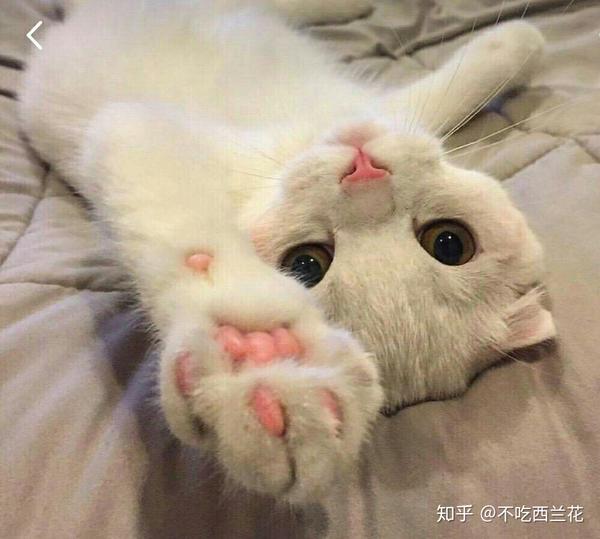 说一说 猫猫打疫苗的事 干货篇 知乎