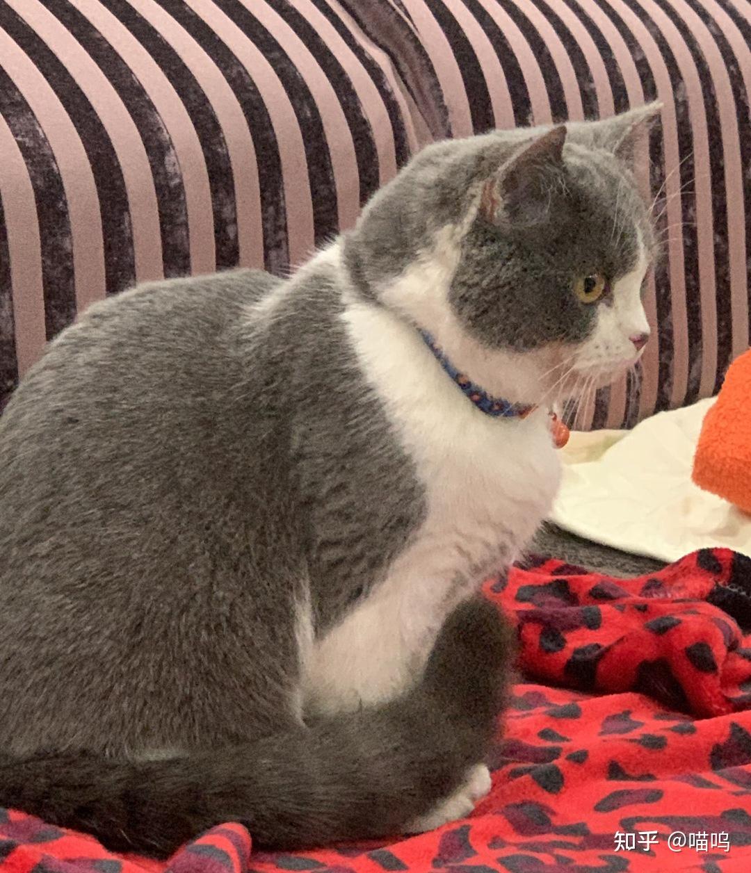 这只英短蓝白传腹治愈后变得超可爱!