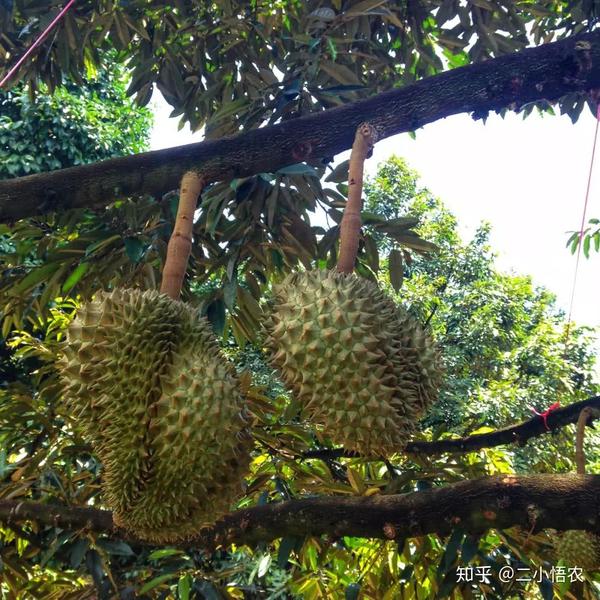 一棵树产量400多斤榴莲为何还tm这么贵