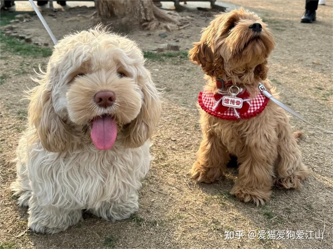 普安特宠物药科普：探秘可爱可卡布犬的养护要点 - 知乎
