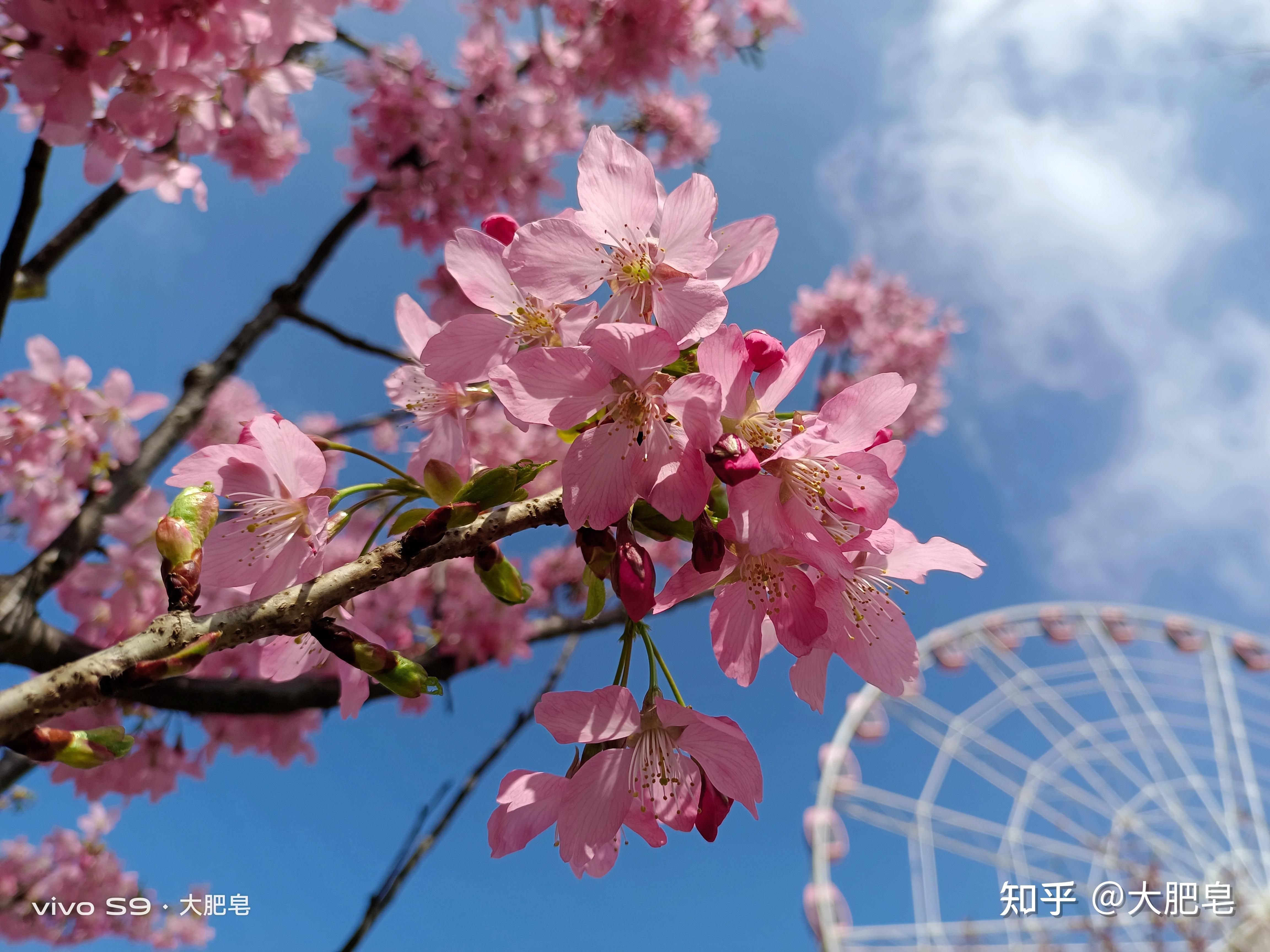 让小姐姐在樱花树下狂按快门的秘密,vivo s9自拍体验评测 - 知乎