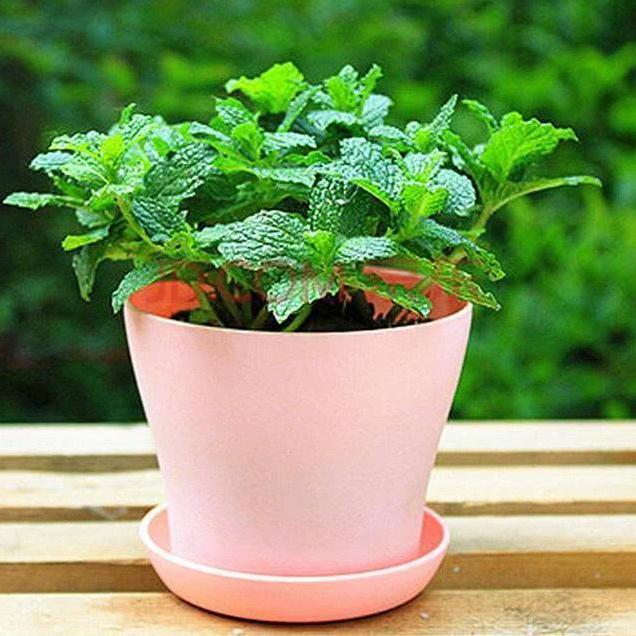 推荐植物:碰碰香(除异味),各种薄荷(除异味,可食用),鼠尾草,小茴香