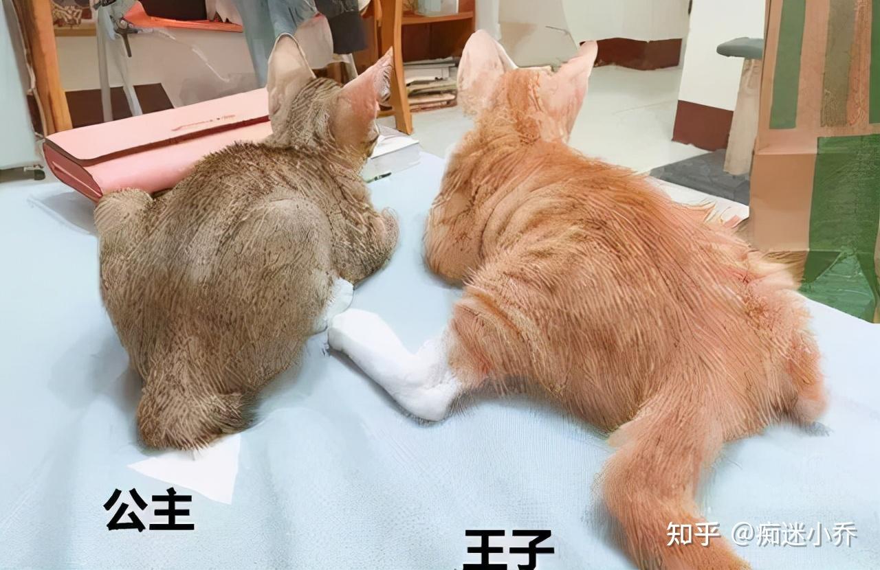 公猫绝育起来会风险更小,而且费用更加便宜,术后恢复也比母猫好得快.