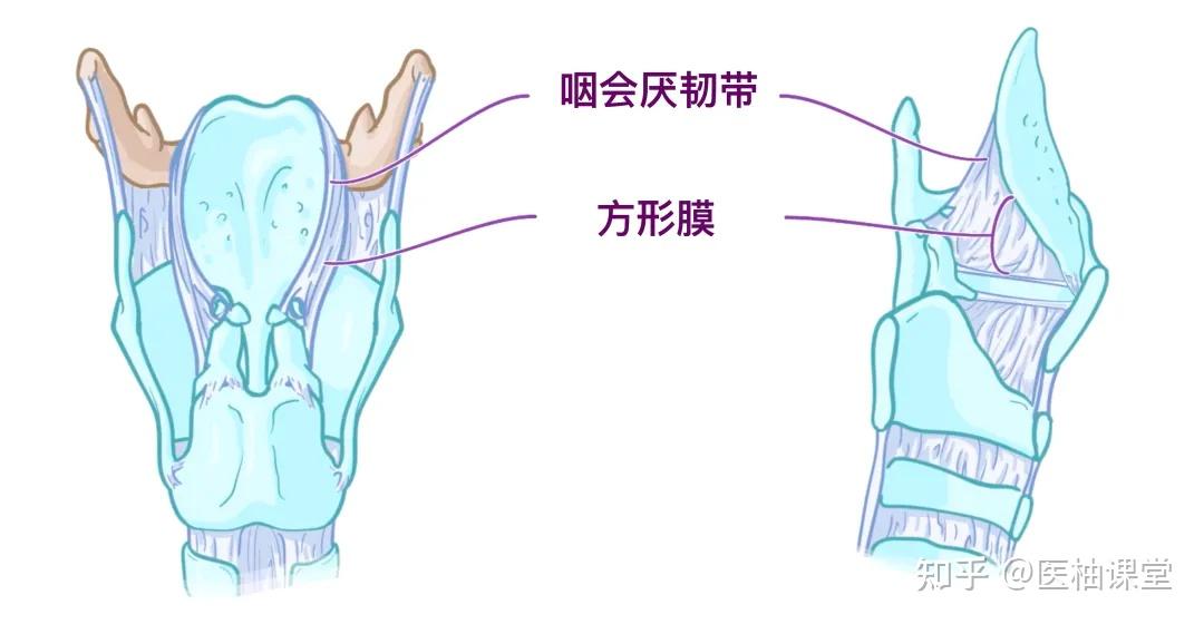 人体解剖学基础:喉和气管 - 知乎