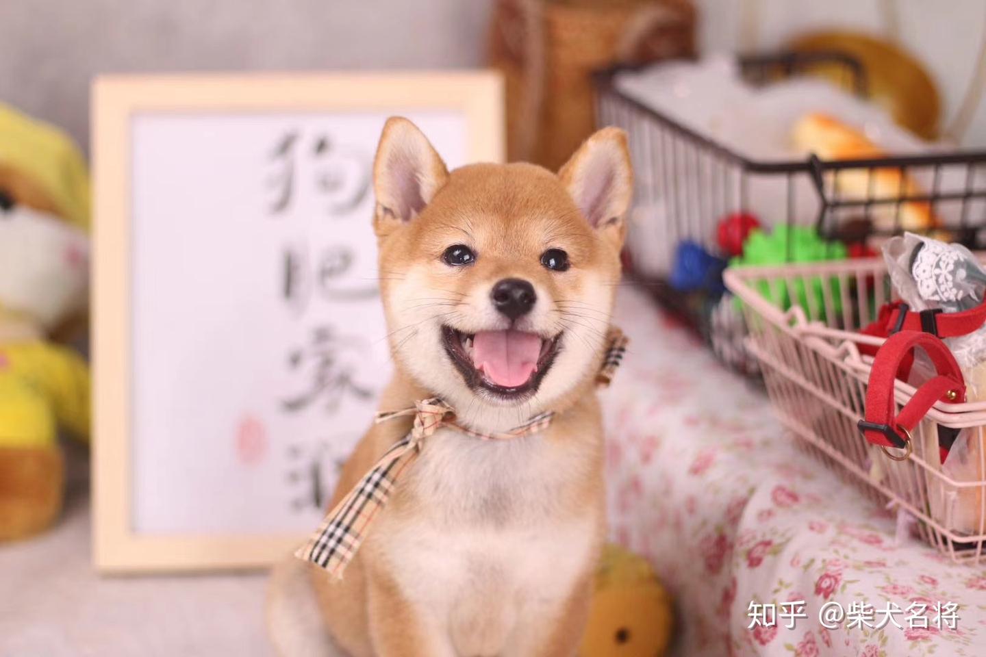 柴犬聪明吗，日本柴犬智商分析- 知乎