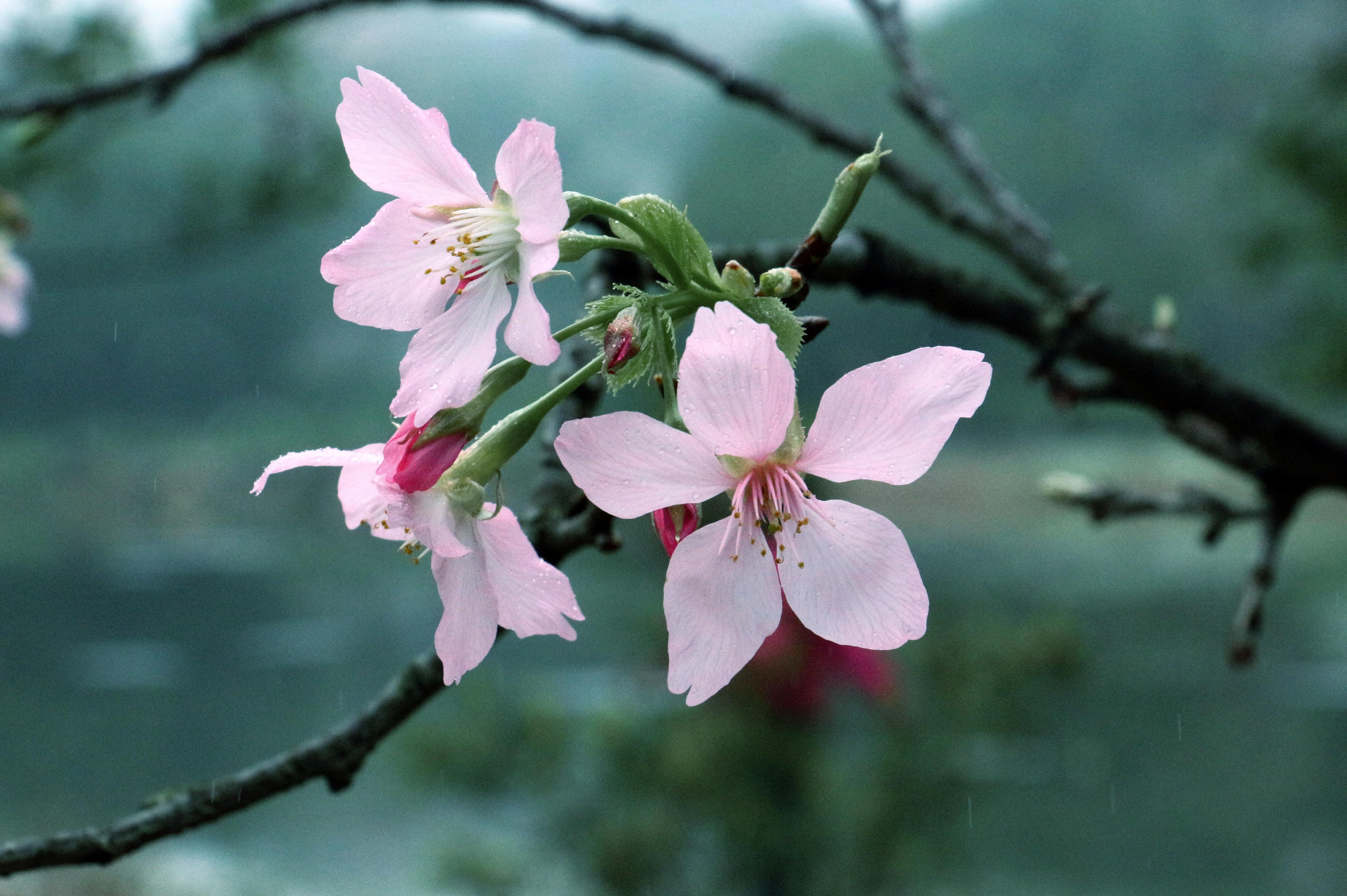 喜欢樱花是什么样的体验??樱花摄影 - 知乎