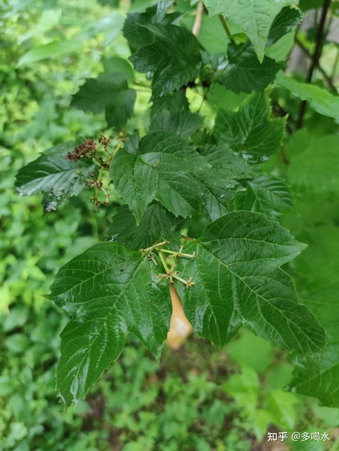 "天目琼花"和"鸡树条" - 知乎