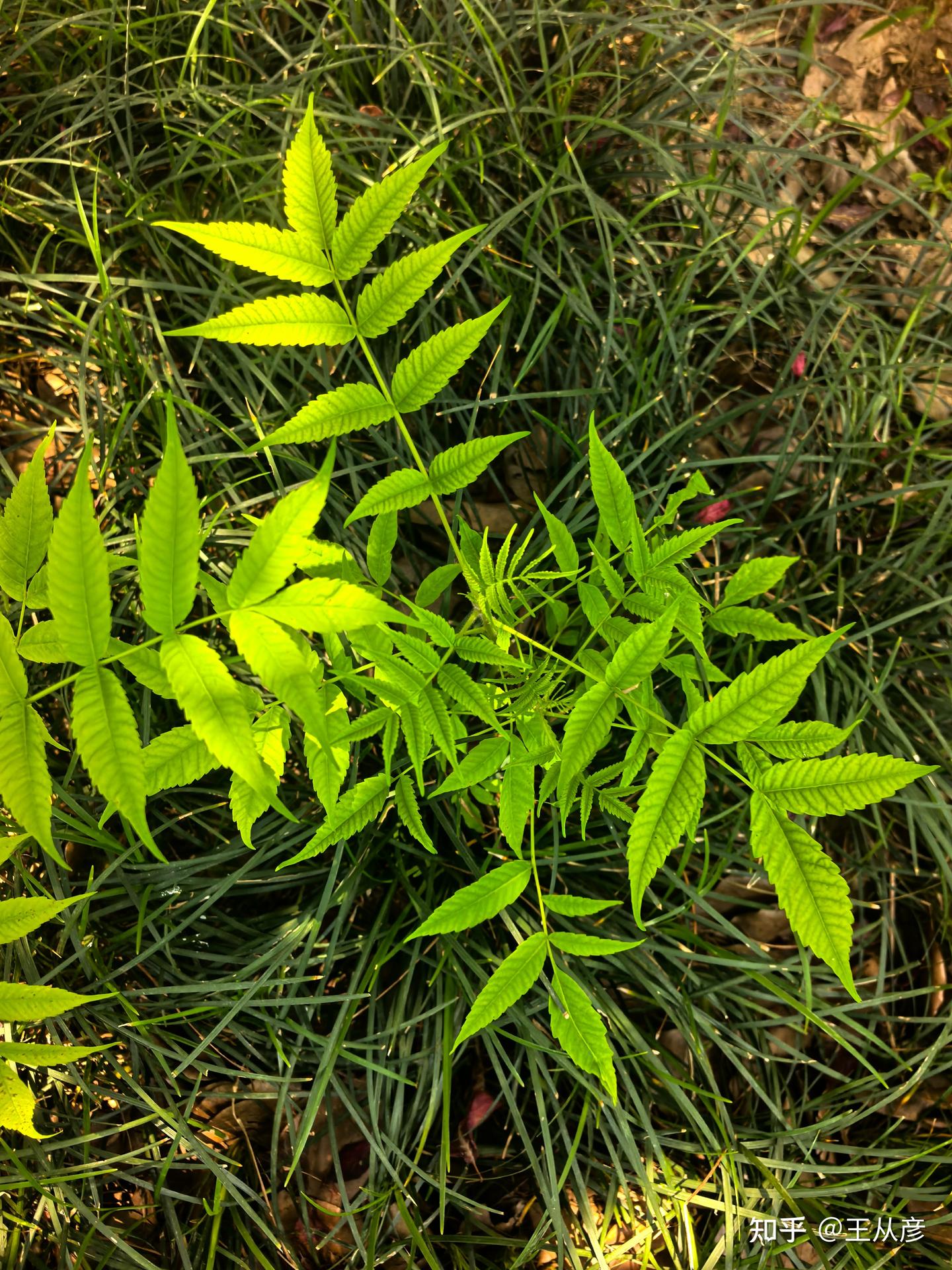 无为自拘束 倜傥寄天地 樊笼非所欲 嗟载华亭鹤——入侵树种火炬树@京口 - 知乎