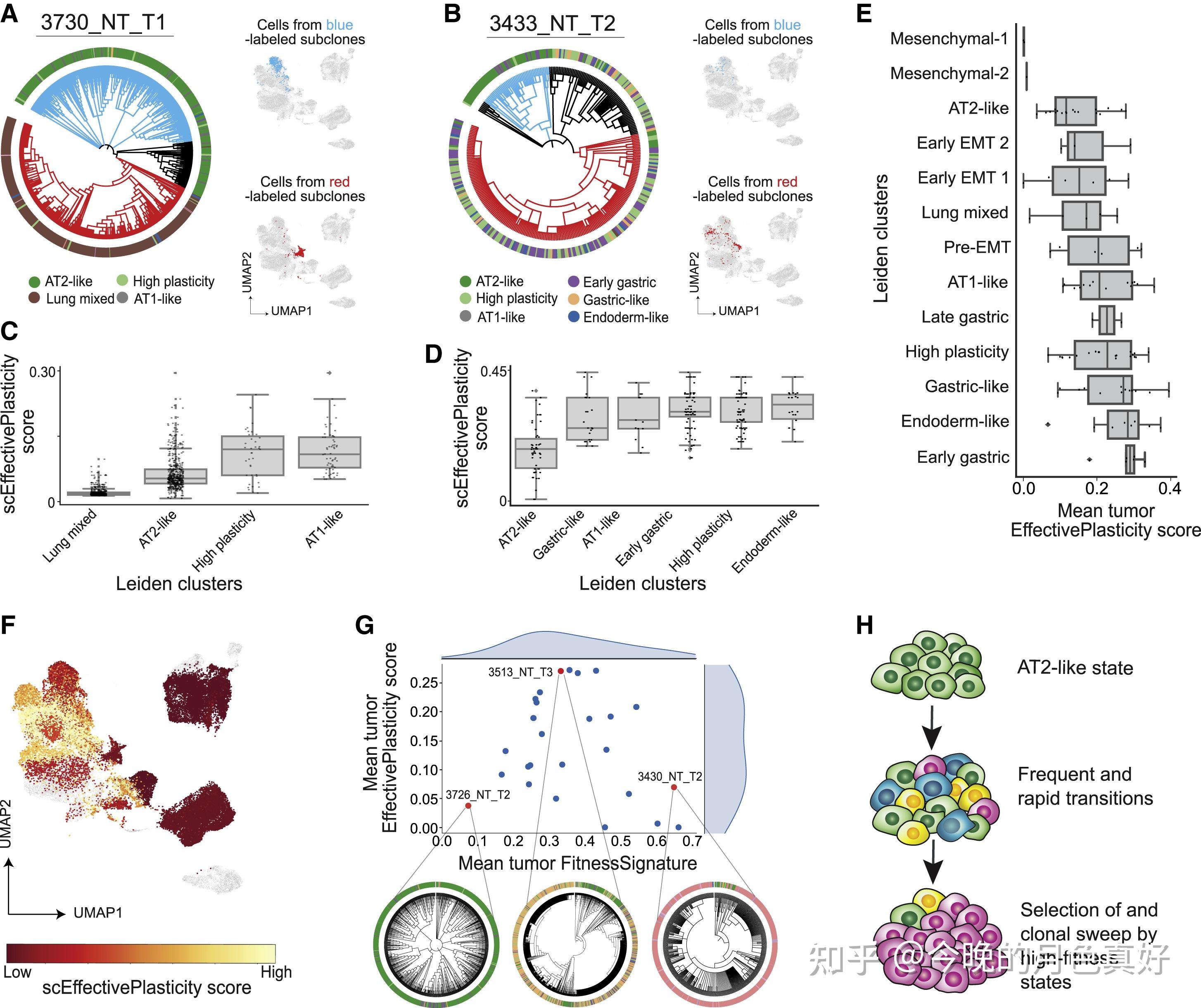 Lineage Tracing Reveals The Phylodynamics, Plasticity, And Paths Of ...