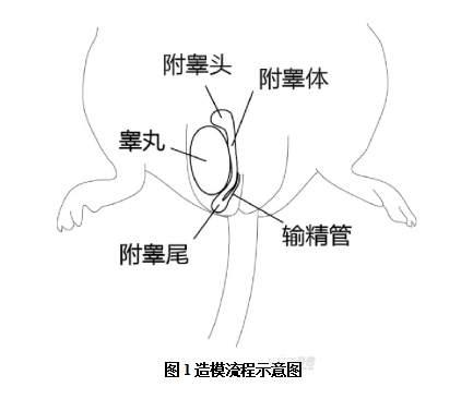 睾丸生精小管手绘图图片