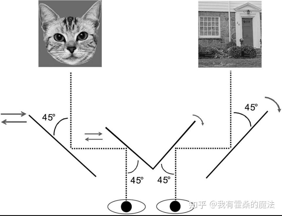 【文献解读】动物面部吸引力的知觉优势: 来自 B-CFS 和双眼竞争的证据 - 知乎