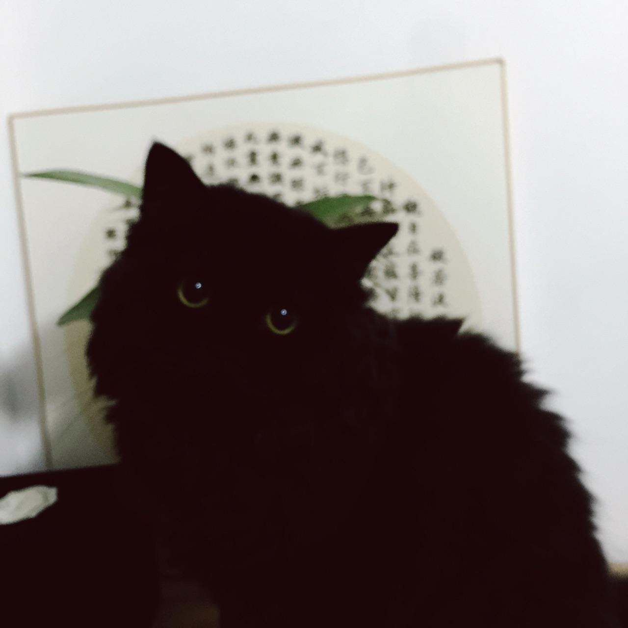 纯黑色宠物猫jpg图片免费下载_编号vwqhpejyv_图精灵