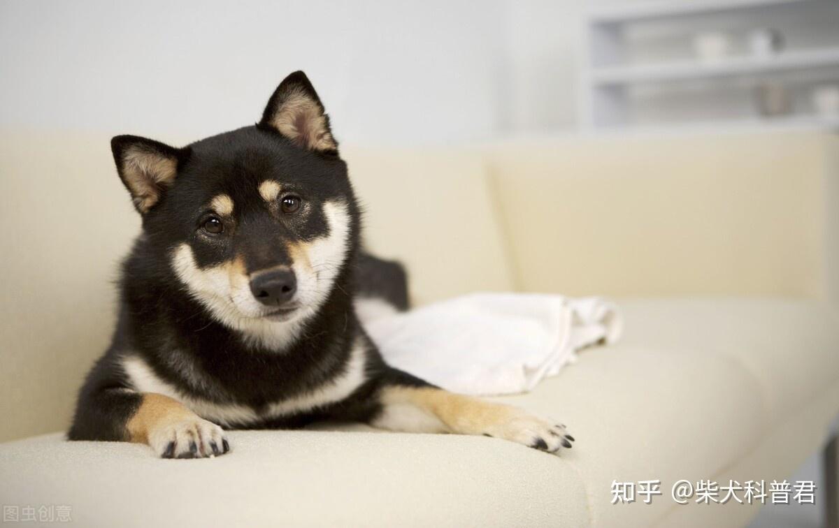 黑色柴犬怎么挑选？如何判断品质？ - 知乎