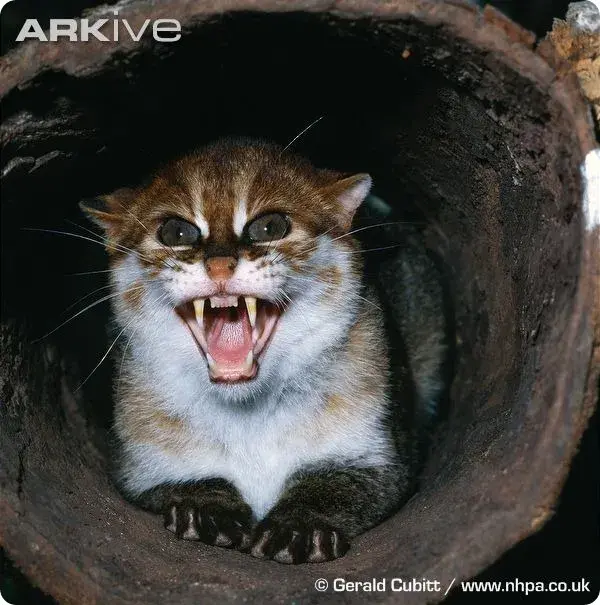 猞猁的牙齿图片