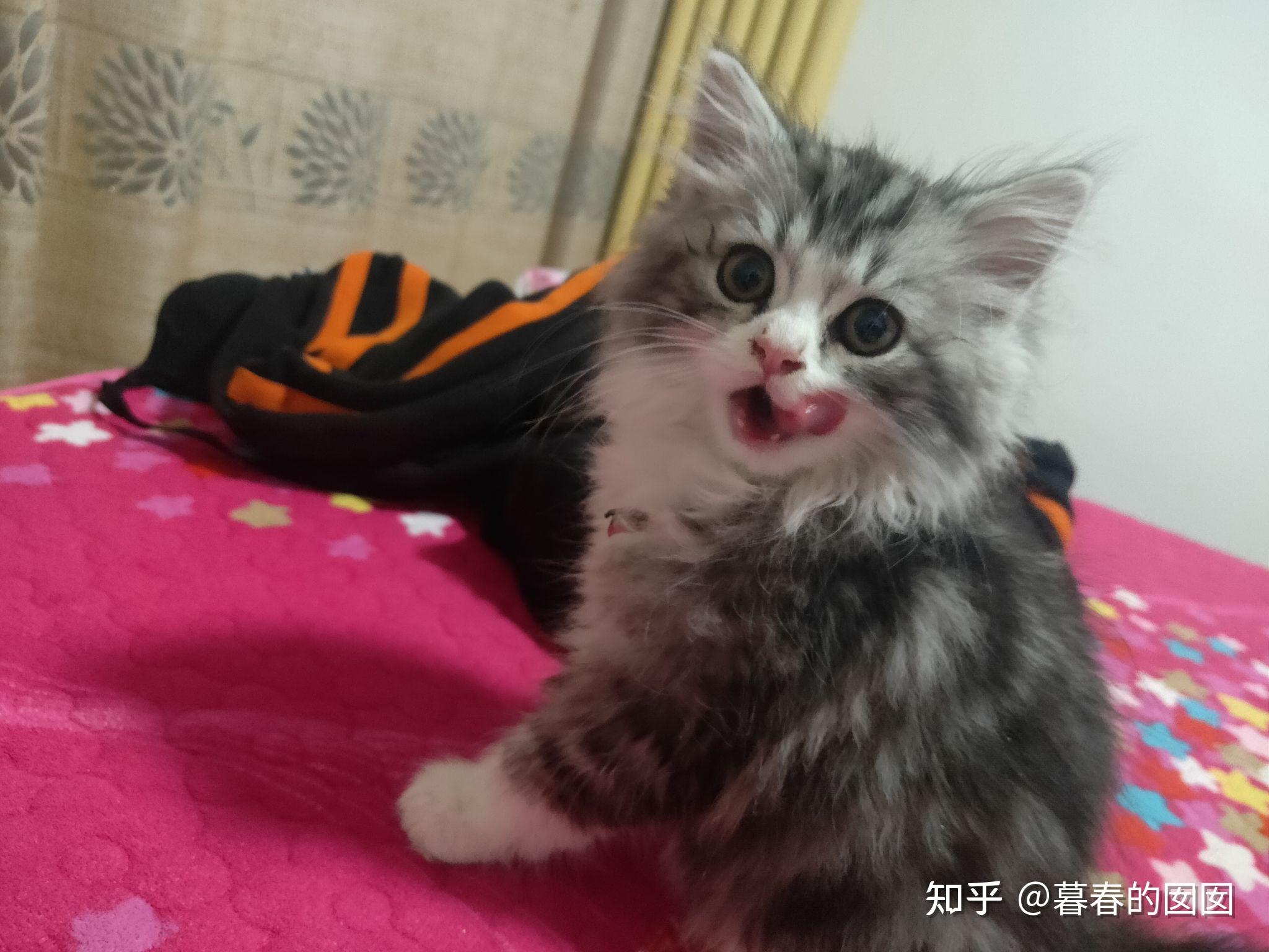 美短返祖长毛猫有人买吗