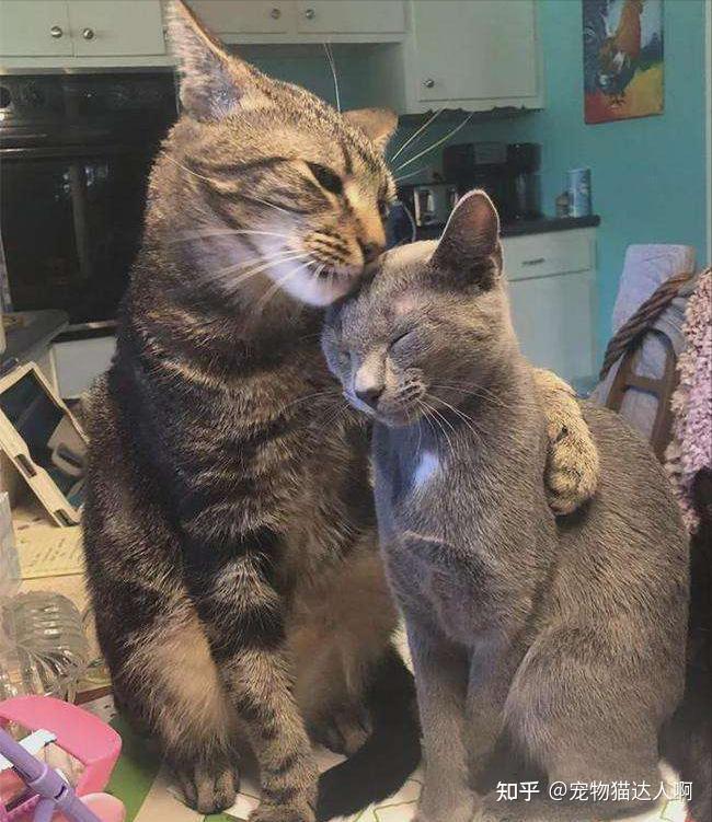 母猫VS公猫,差别巨大,你更喜欢哪个? - 知乎