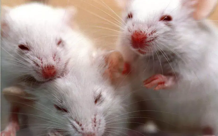 小鼠繁育问问问icr小鼠知多少