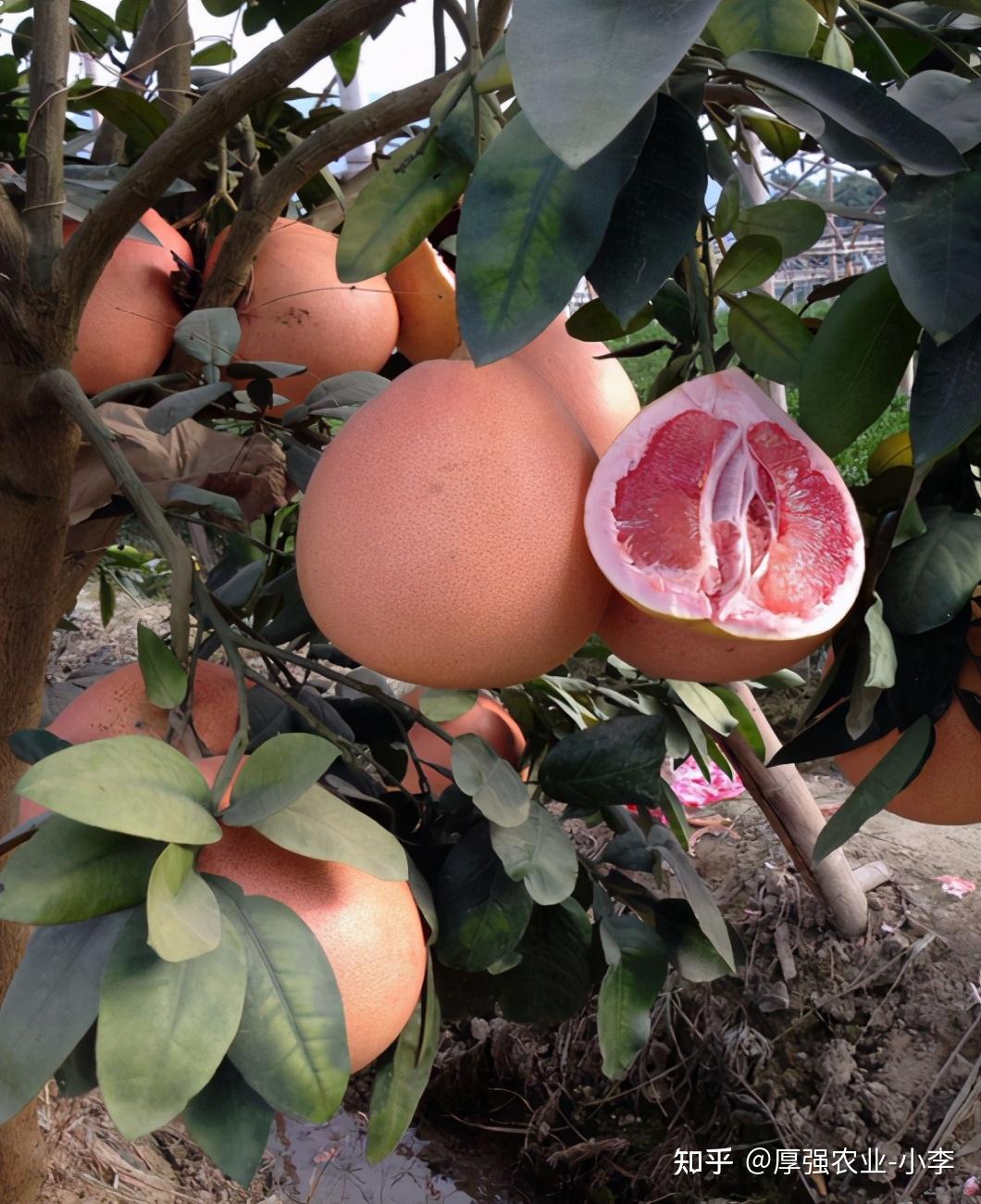 早熟红心柚子新品种福建柚子树苗批发柚子树怎么种植管理