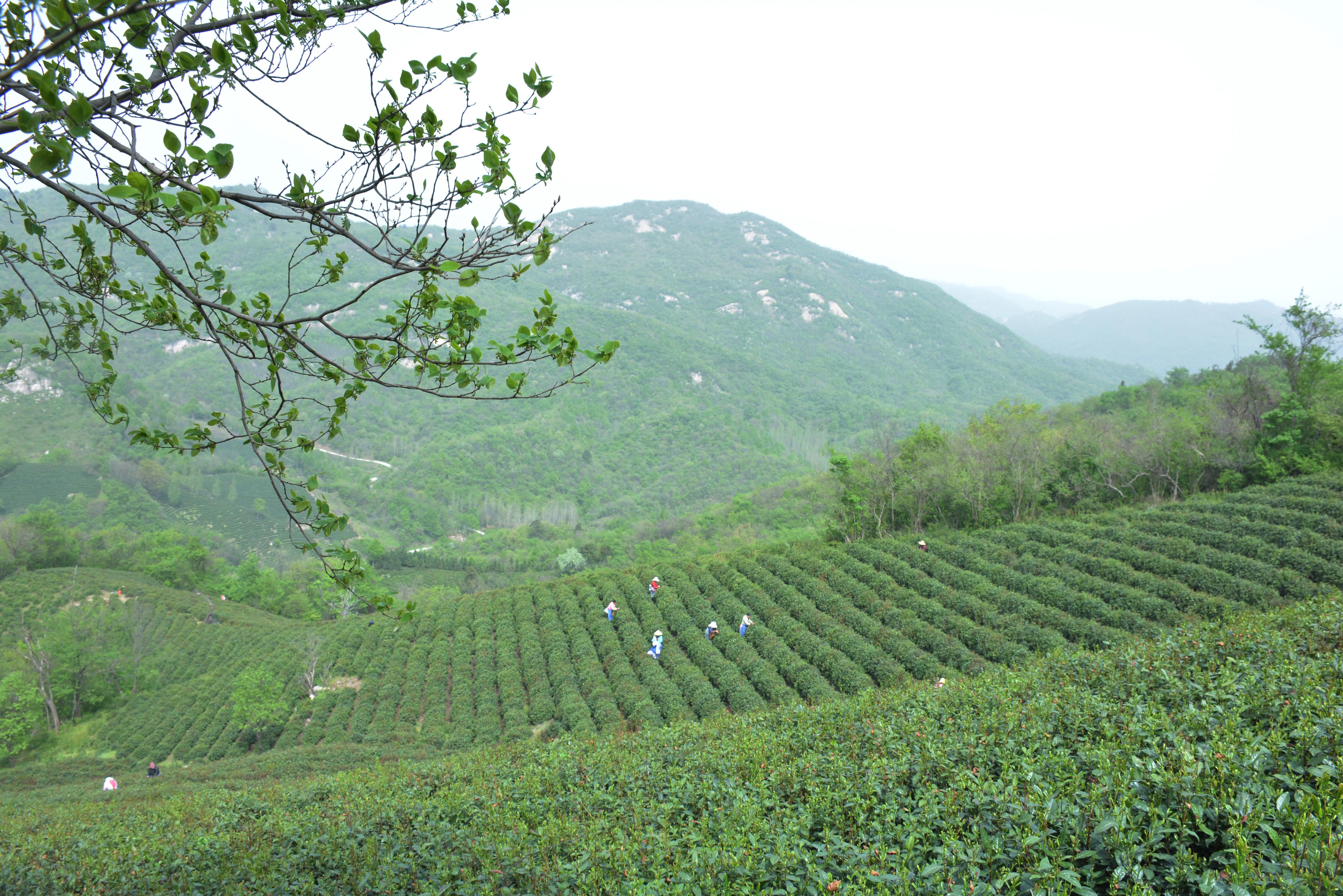信阳毛尖│清明茶园风光以飨茶友