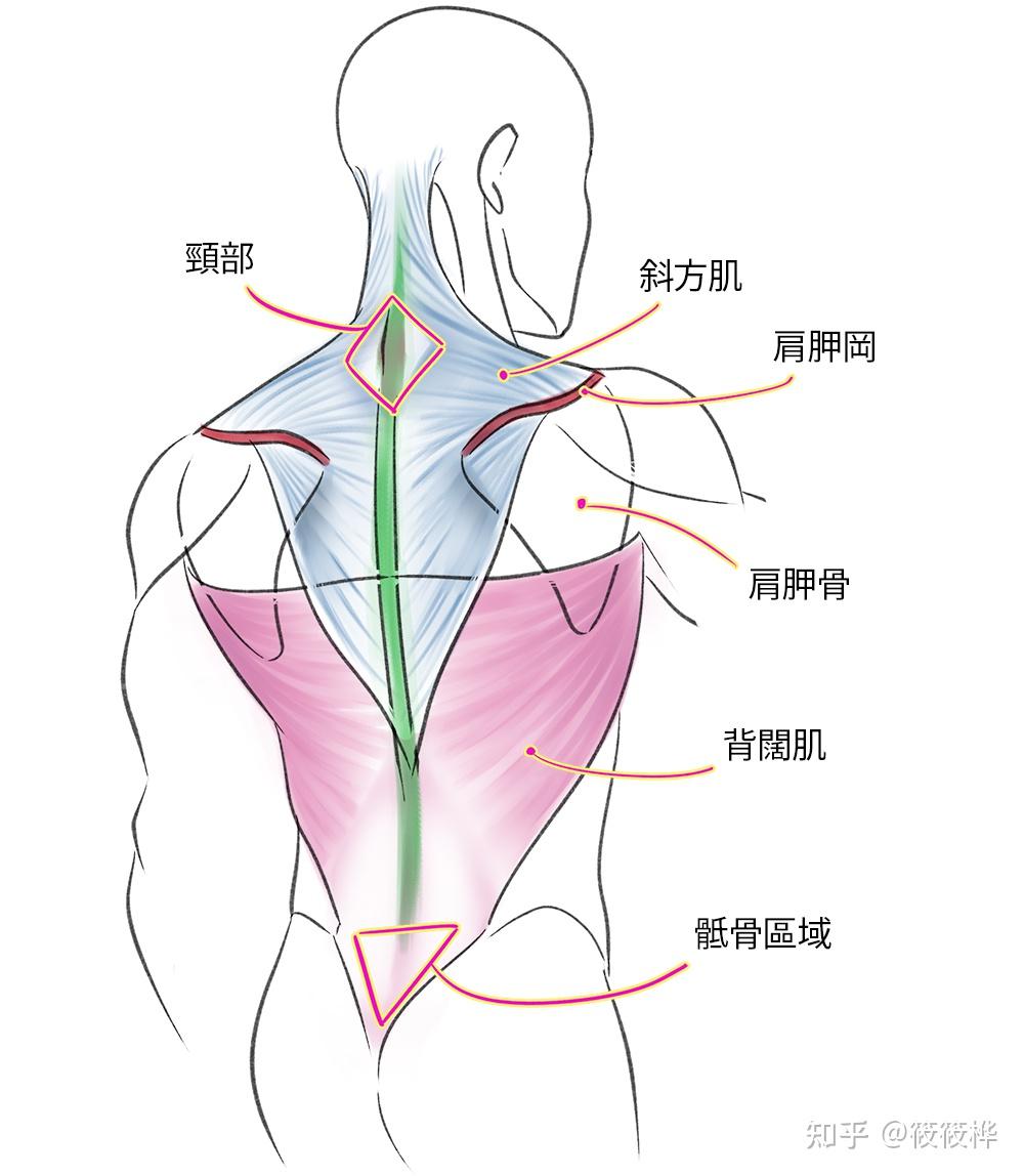 医学背部肌肉图解图片