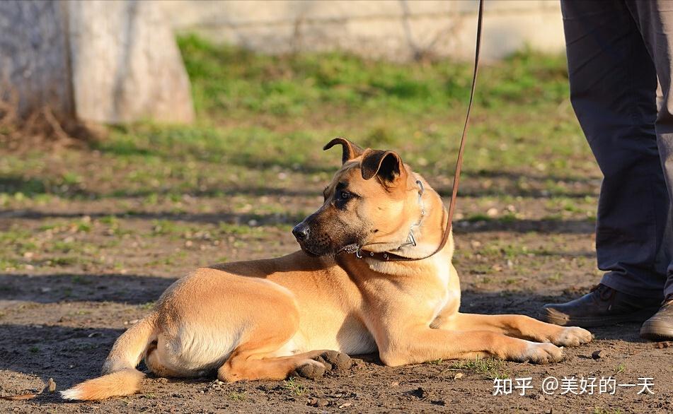 訓犬師有這5個怪癖的狗子智商都不會太低