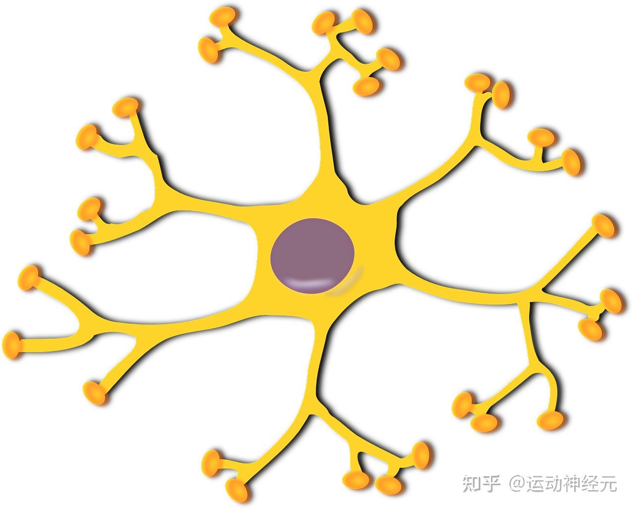 揭秘 运动神经元如何做好日常护理