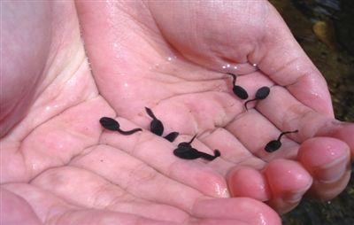 喂娃生吃活蝌蚪根本不能治病家长们千万别再用偏方坑娃了