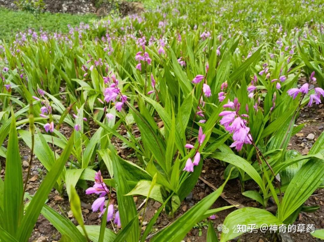 中药材：白芨 - 知乎