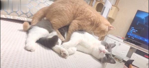 公猫和母猫交配时为啥会连在一起分不开