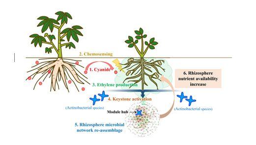客户文章| Microbiome:木薯花生间作重建根际微生物群落 - 知乎