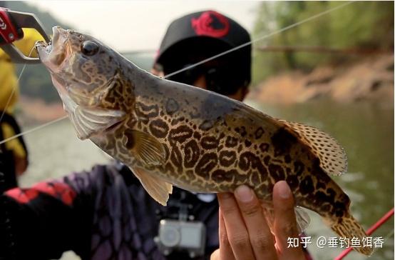 湖北钓友山间溪流一次钓获数十条斑鳜,价值千元,他何以钓这么多 - 知乎