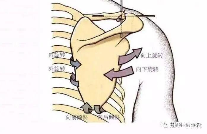 盂肱关节外旋图片