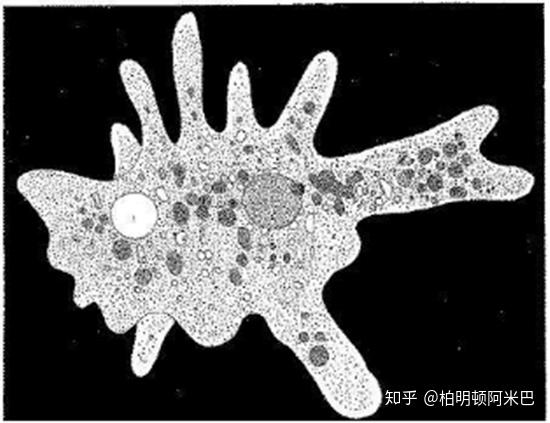 柏明顿阿米巴能为企业带来什么?数据告诉你答案!