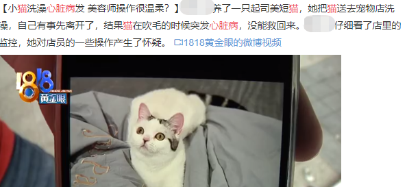 5分钟 就可以夺走一只猫的命 知乎