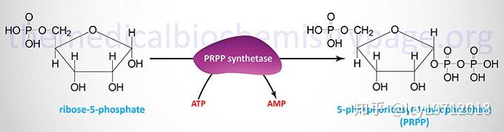 嘌呤核苷酸的合成代谢 - 知乎