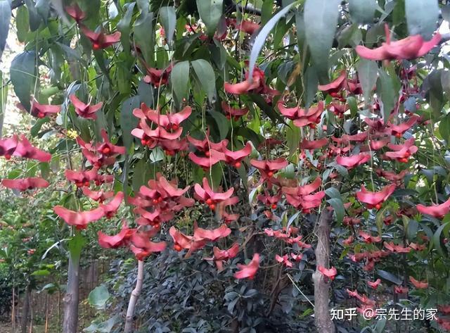 6种花“冻不死”,养在家里长成“元宝树”,花期呼呼“喷雪花” - 知乎