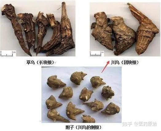 带你识别草乌 - 知乎