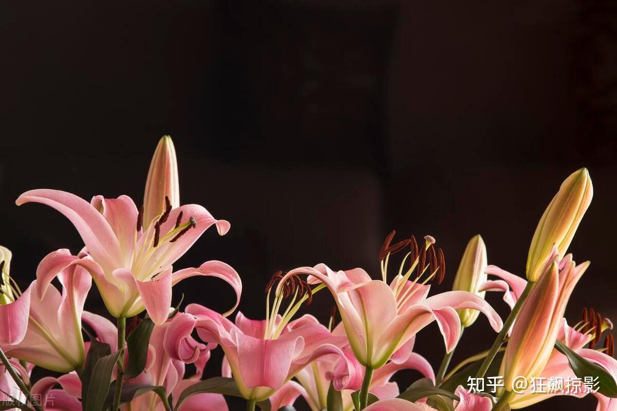 【情感花语】百合花：从中国到世界的神奇之花 - 知乎
