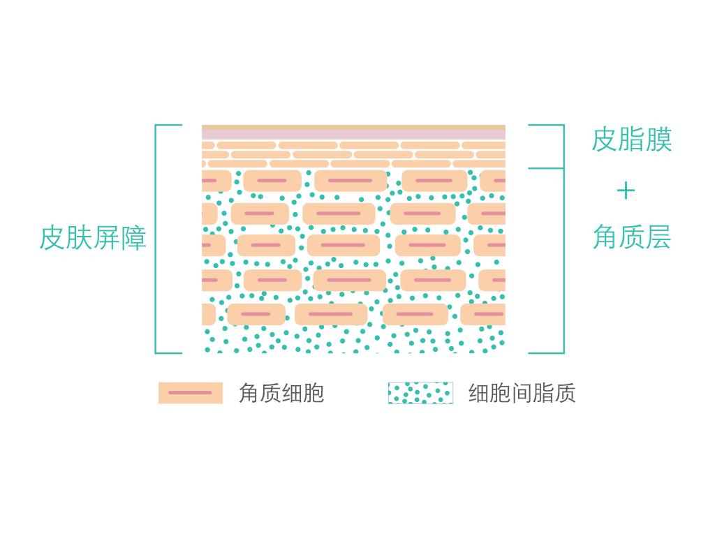 健康皮肤的角质层里,角质细胞与细胞间脂质以类似稳定砖墙结构形式