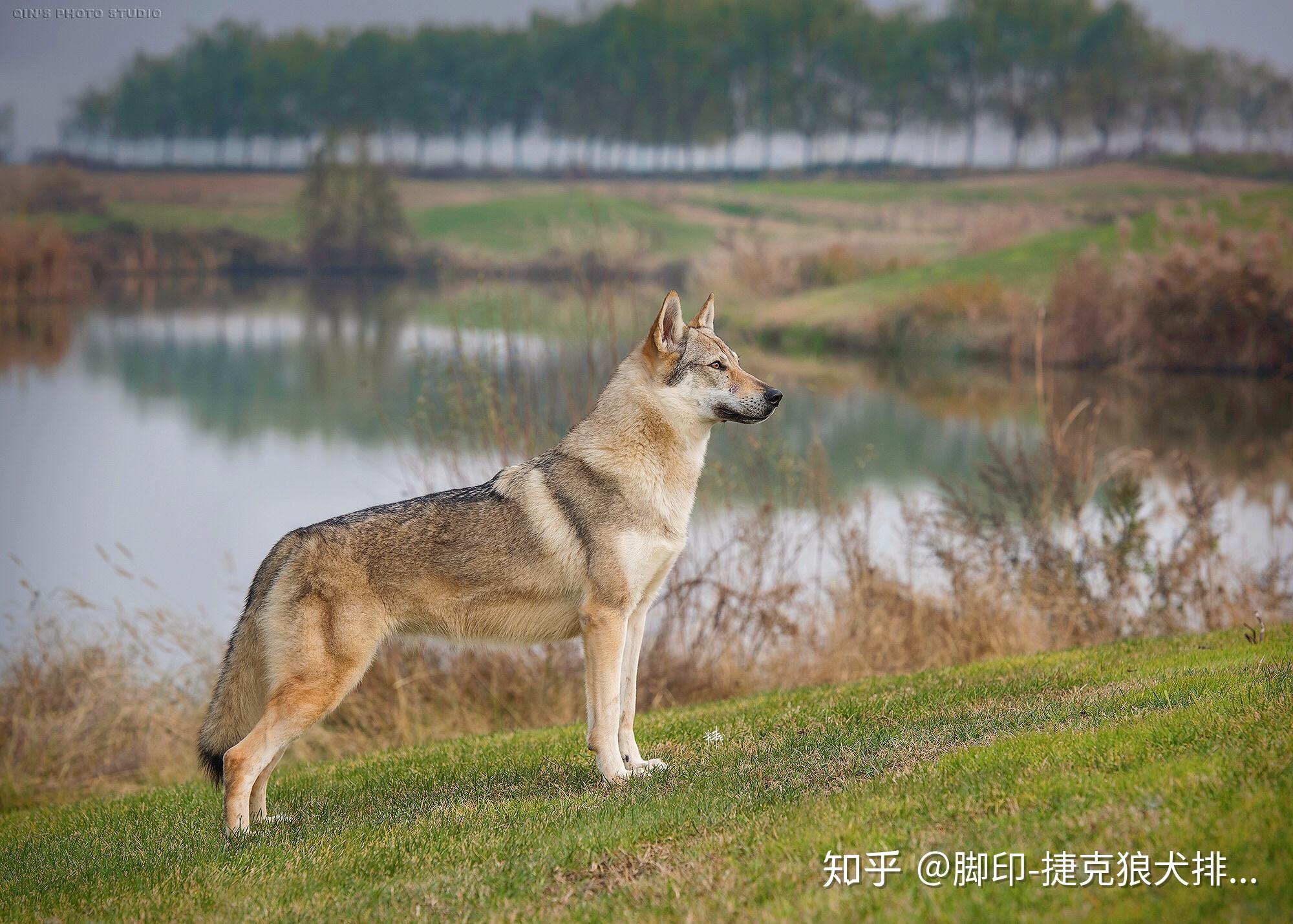 2017年2018年中國捷克狼犬排行一