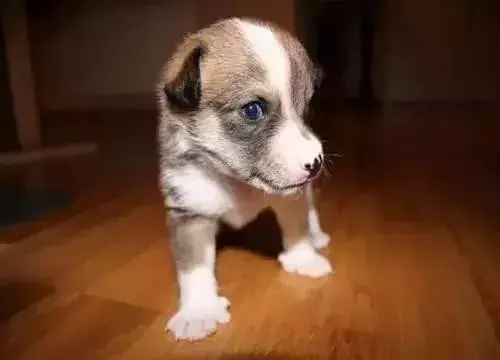 每日一宠挪威卢德杭犬