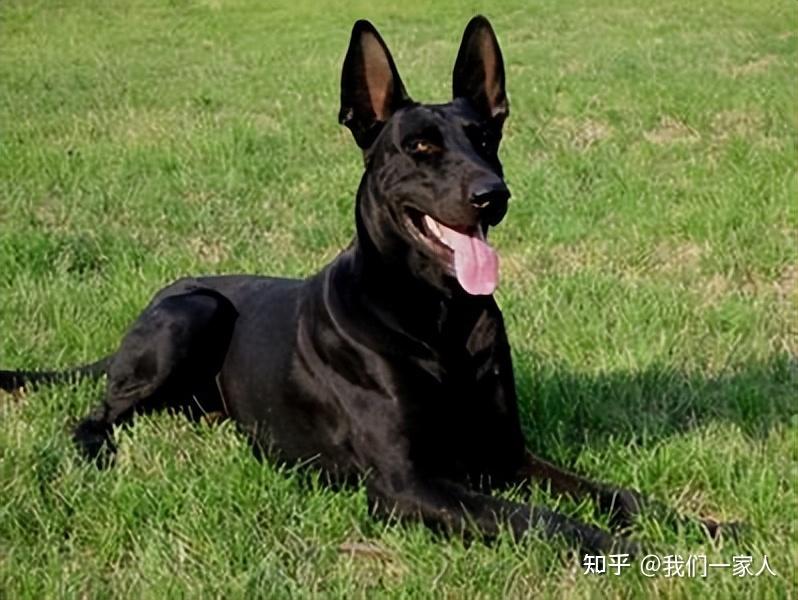 黑狼犬这几点太可怕了,怪不得养的人这么少,一般人真不敢养 - 知乎