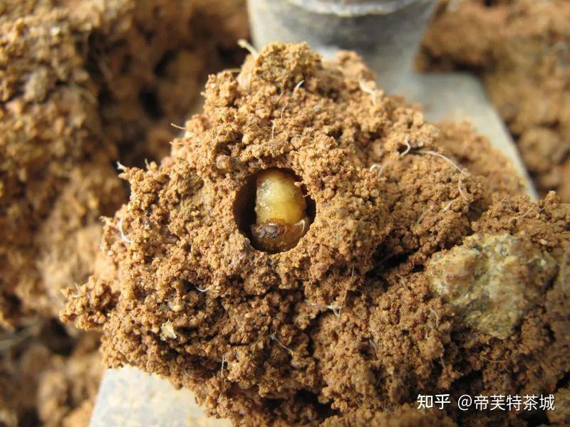 茶园害虫中喙丽金龟的识别与防治